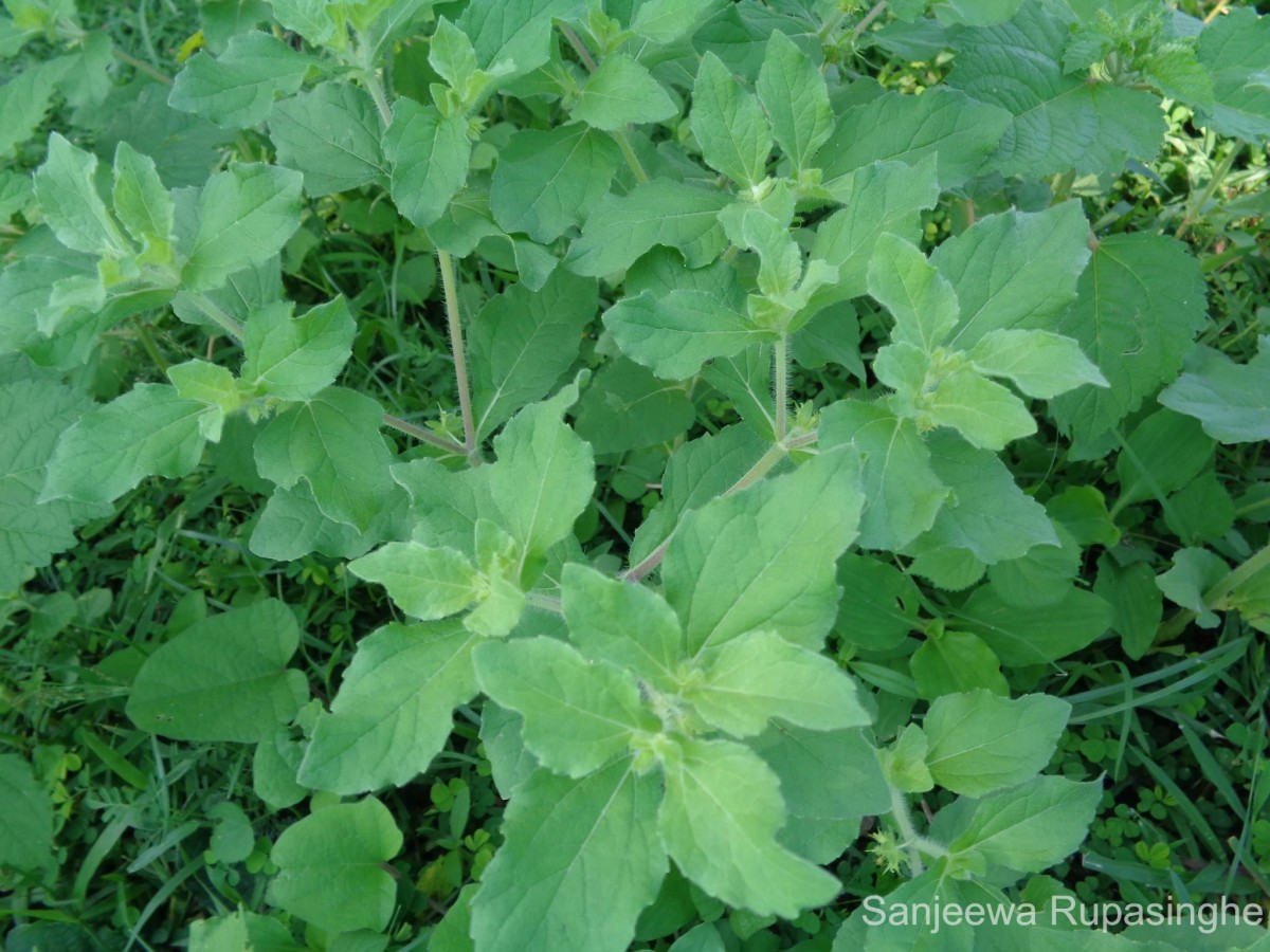 Acanthospermum hispidum DC.